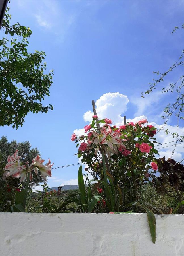Daphnes Apartments Ratzaklion Bagian luar foto